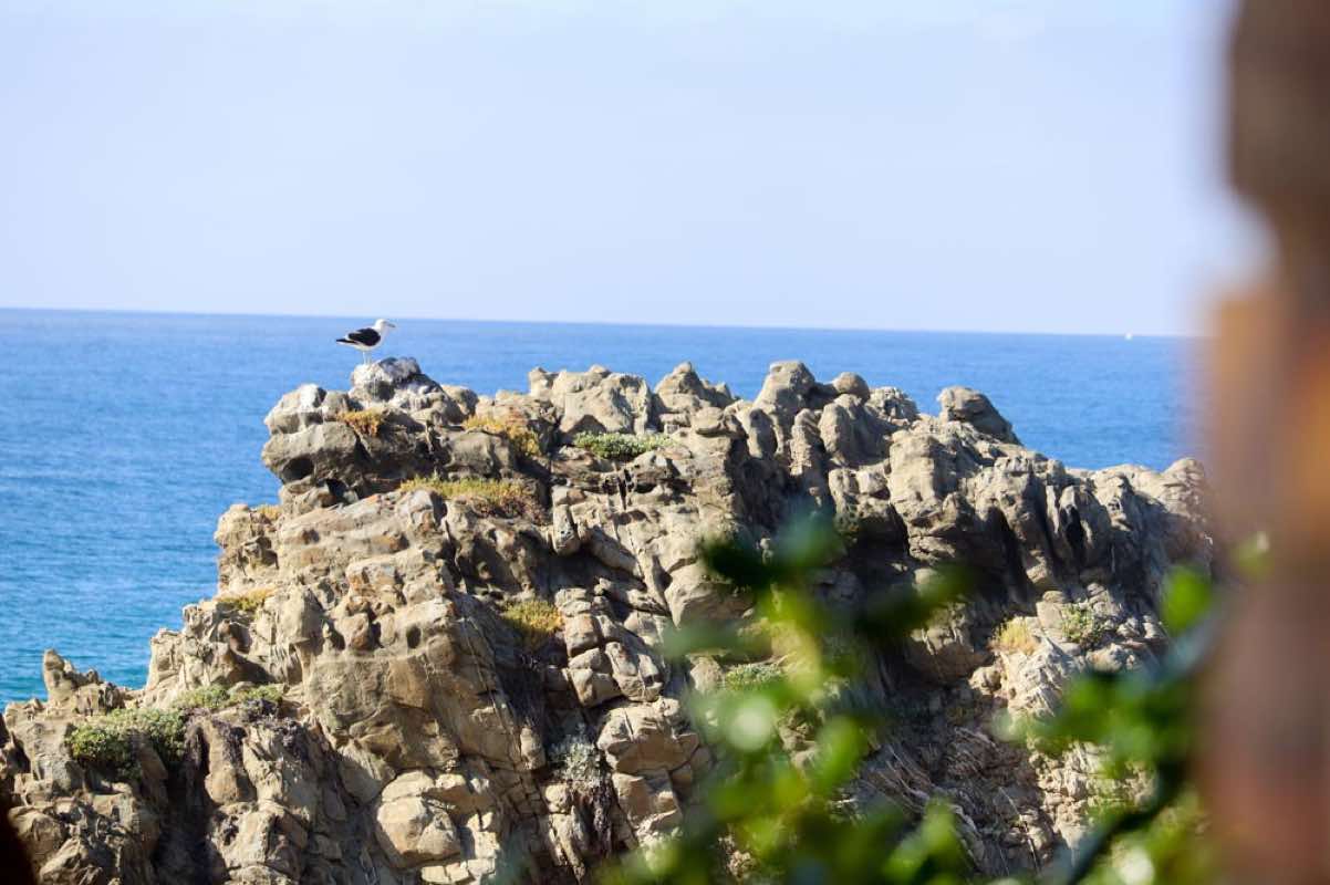 Picnic Rock Seaside Photo Gallery